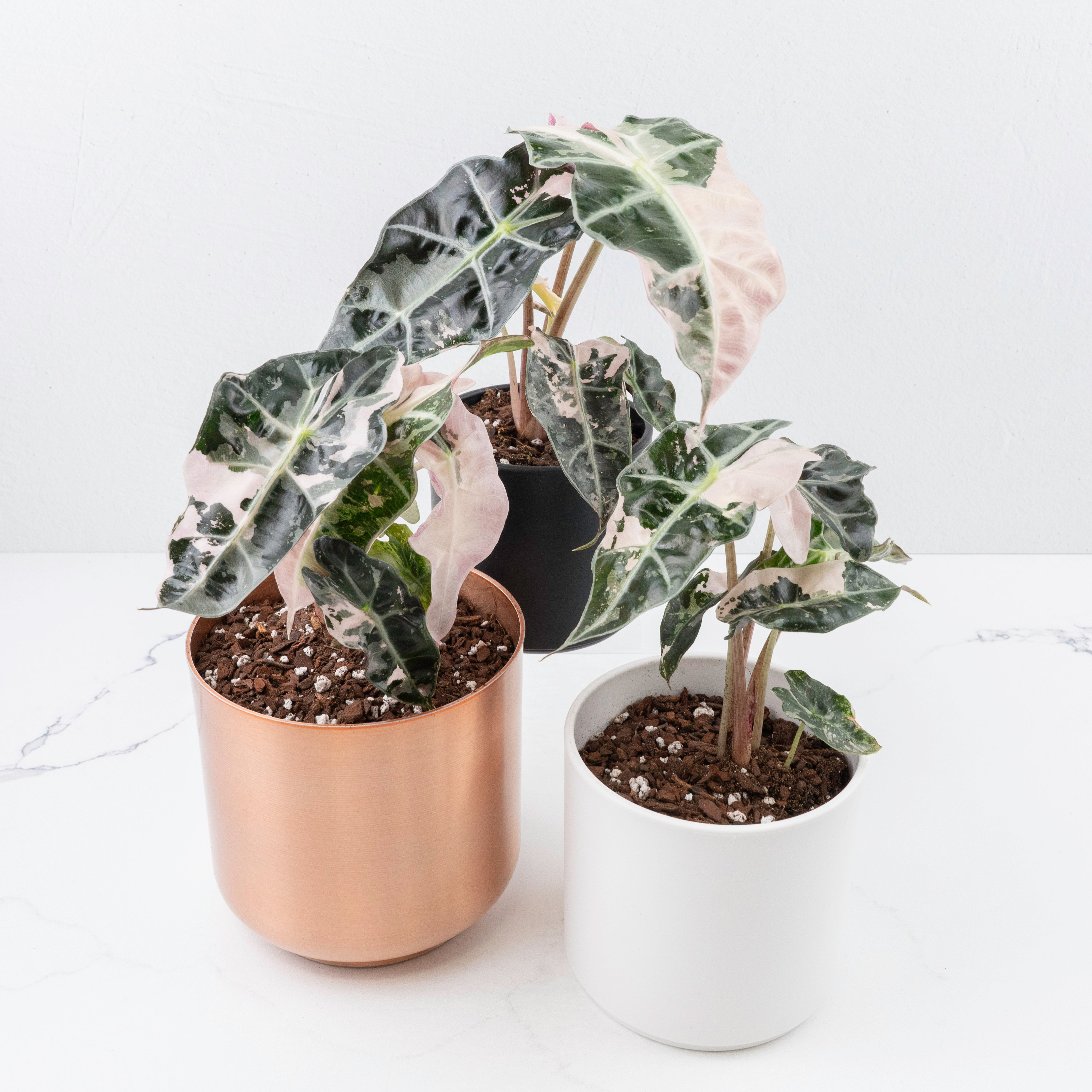 ア*ン様 Pollyanna octave Alocasia Polly Variegated Alocasia Ninja