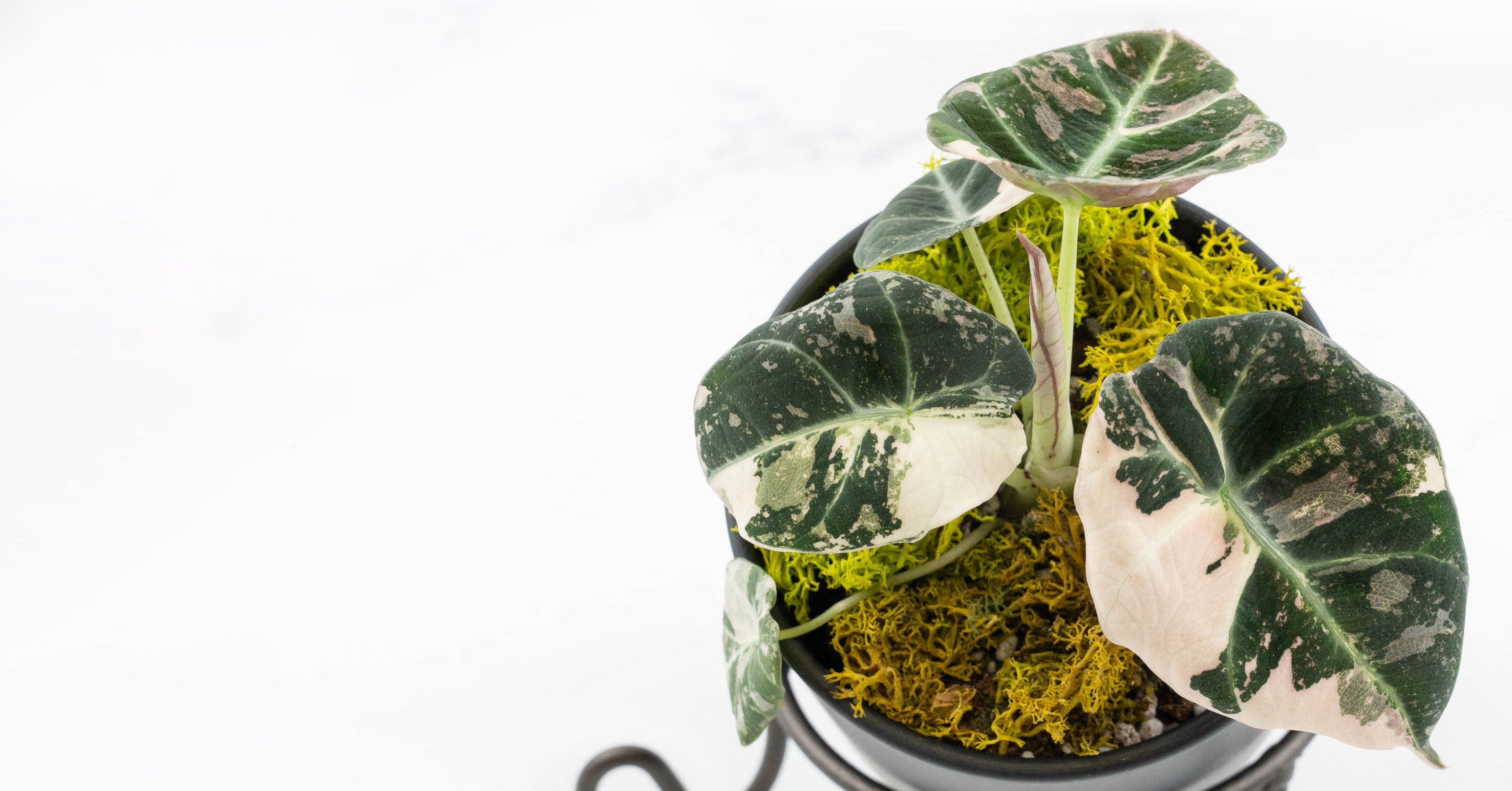 Alocasia 'Black Velvet' Pink variegated – Rare Plant Fairy