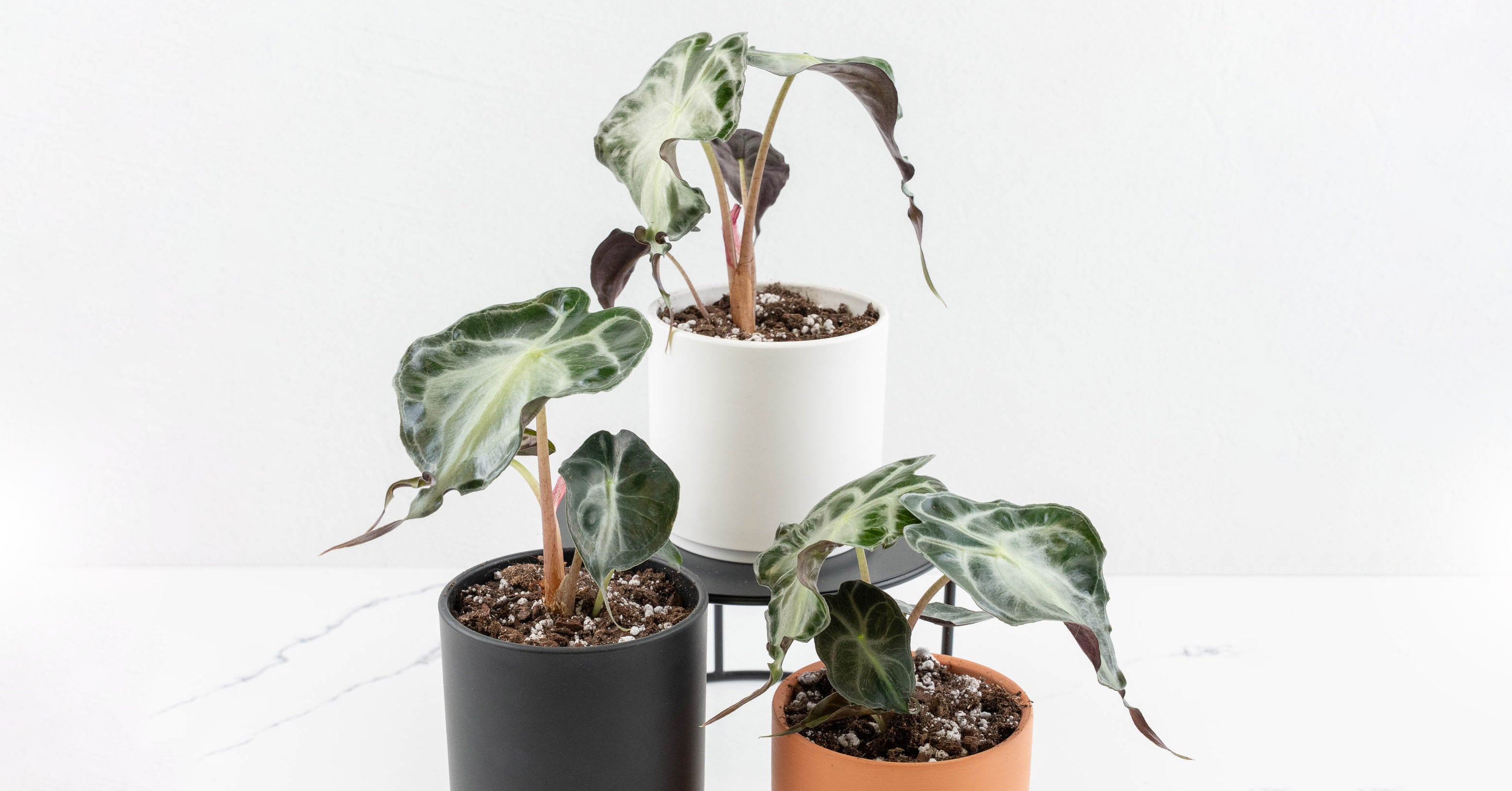 Alocasia 'Venom' Care Guide – Rare Plant Fairy