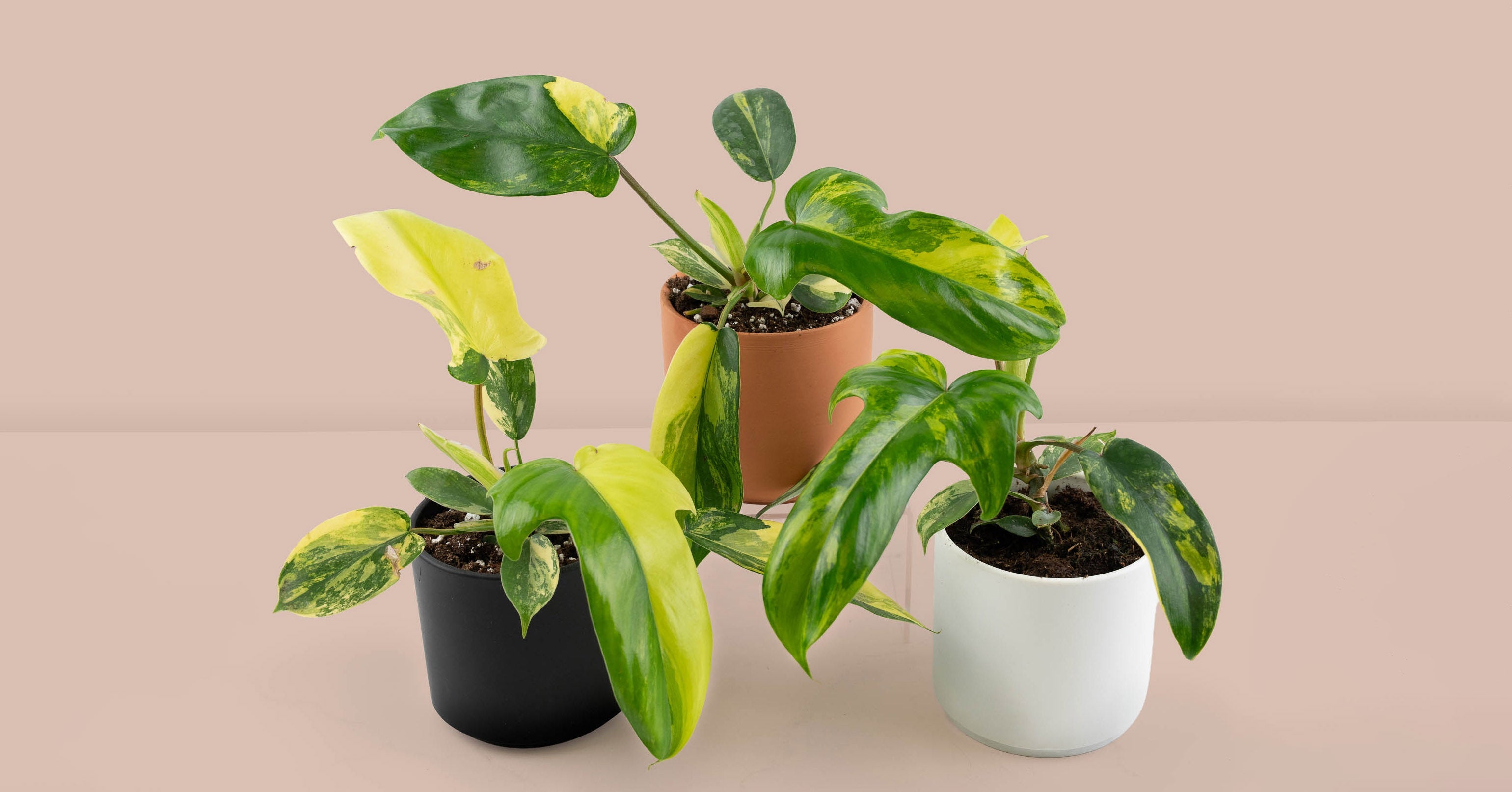 philodendron peperomia Philodendron Brandi main image 0