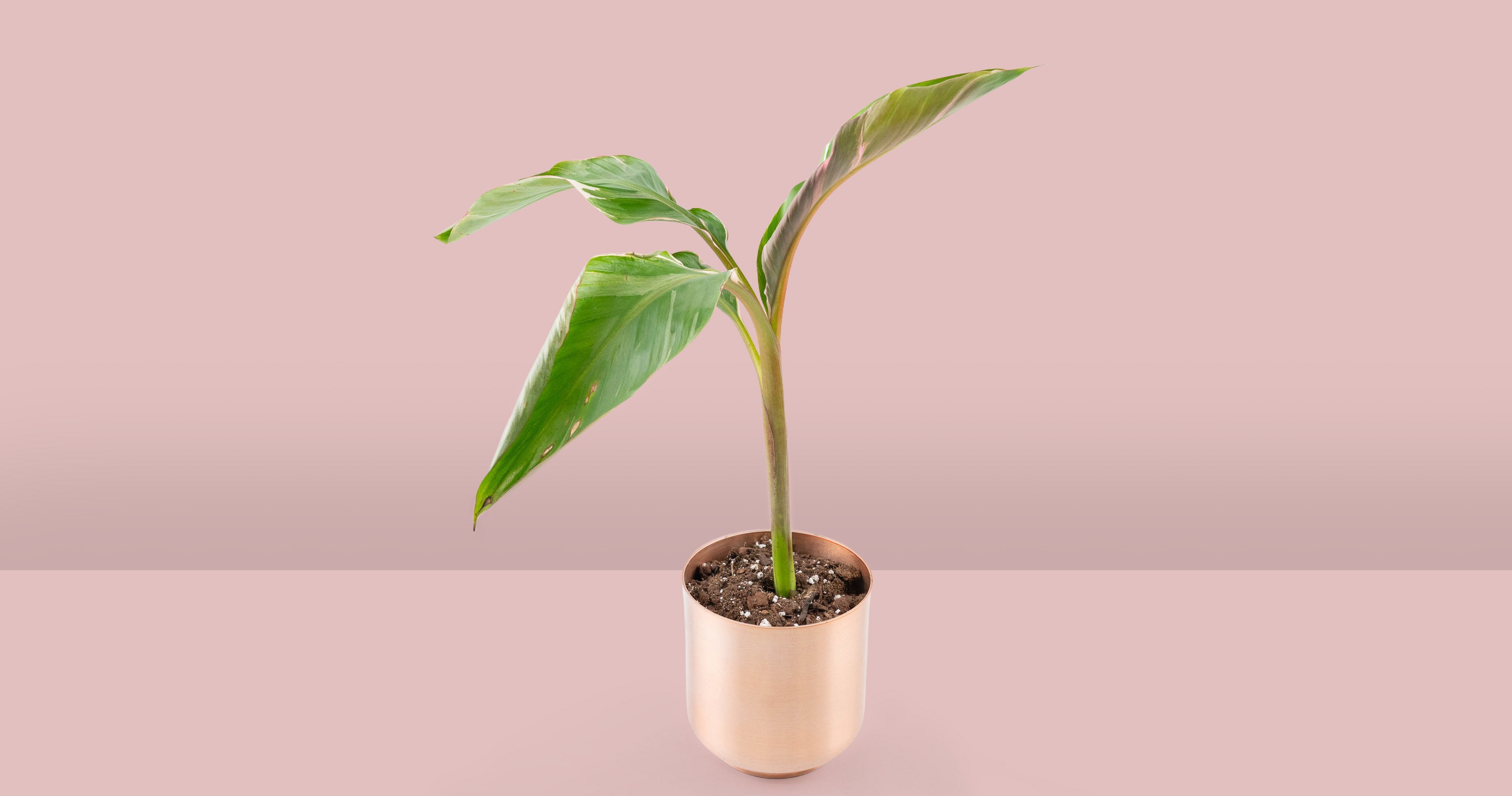 Musa 'Nono' Care Guide – Rare Plant Fairy
