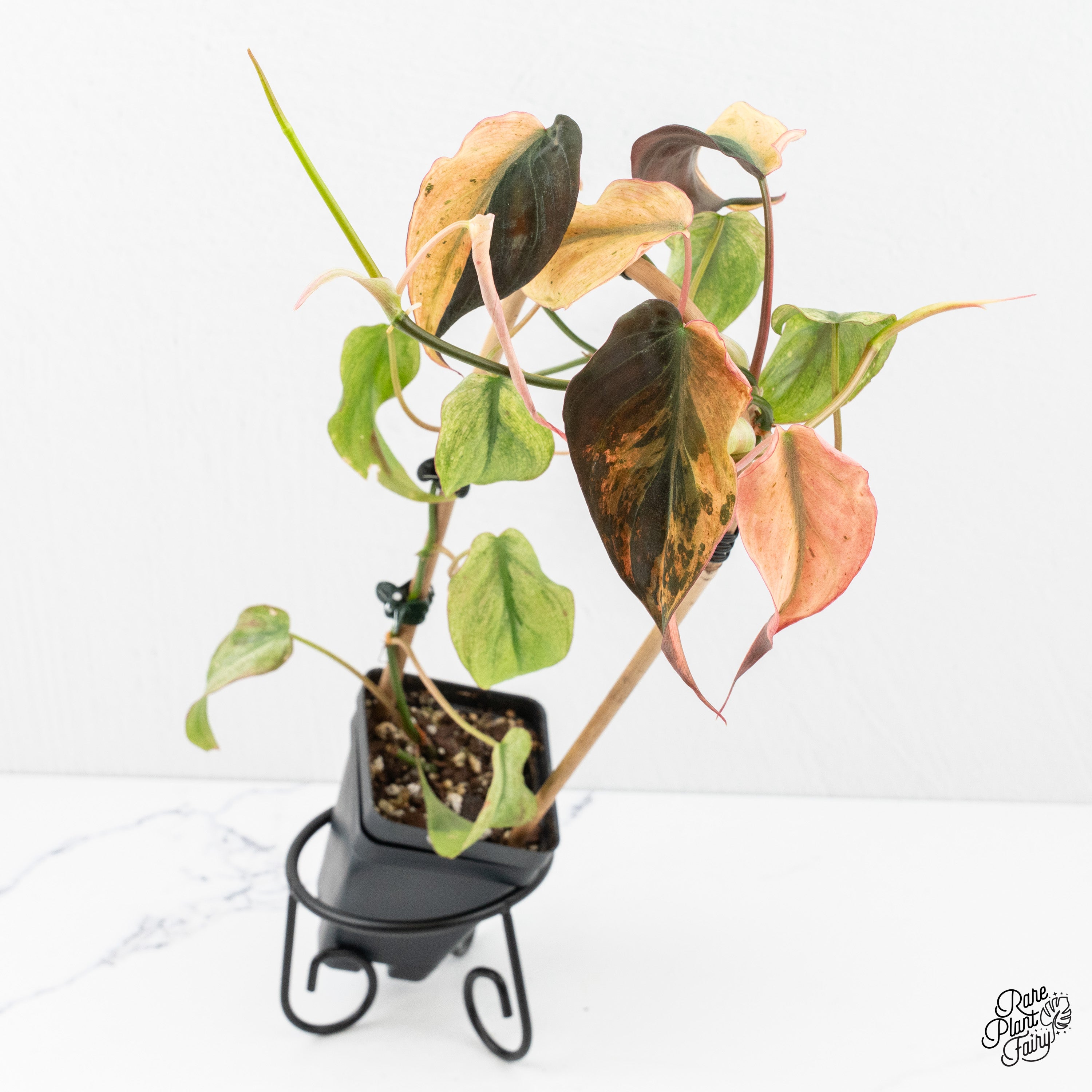 philodendron verrucosum temperature Philodendron Verrucosum Amazon Sunset XXL main image 0