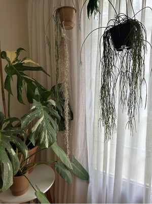 Growing Plants Indoors With Natural Light