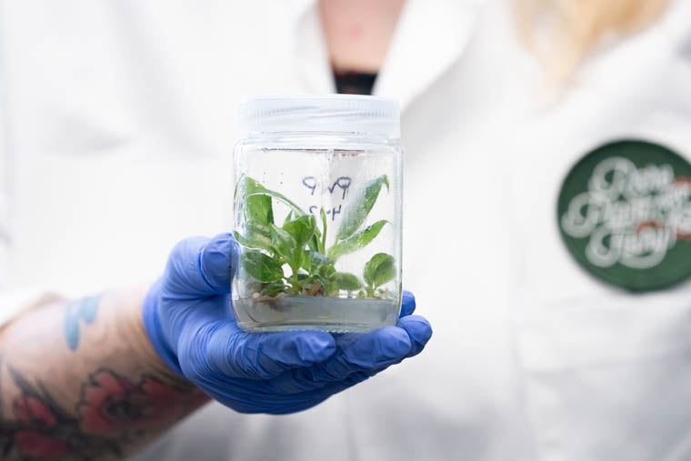 Tissue Culture, In a Nutshell  Rare Plant Fairy
