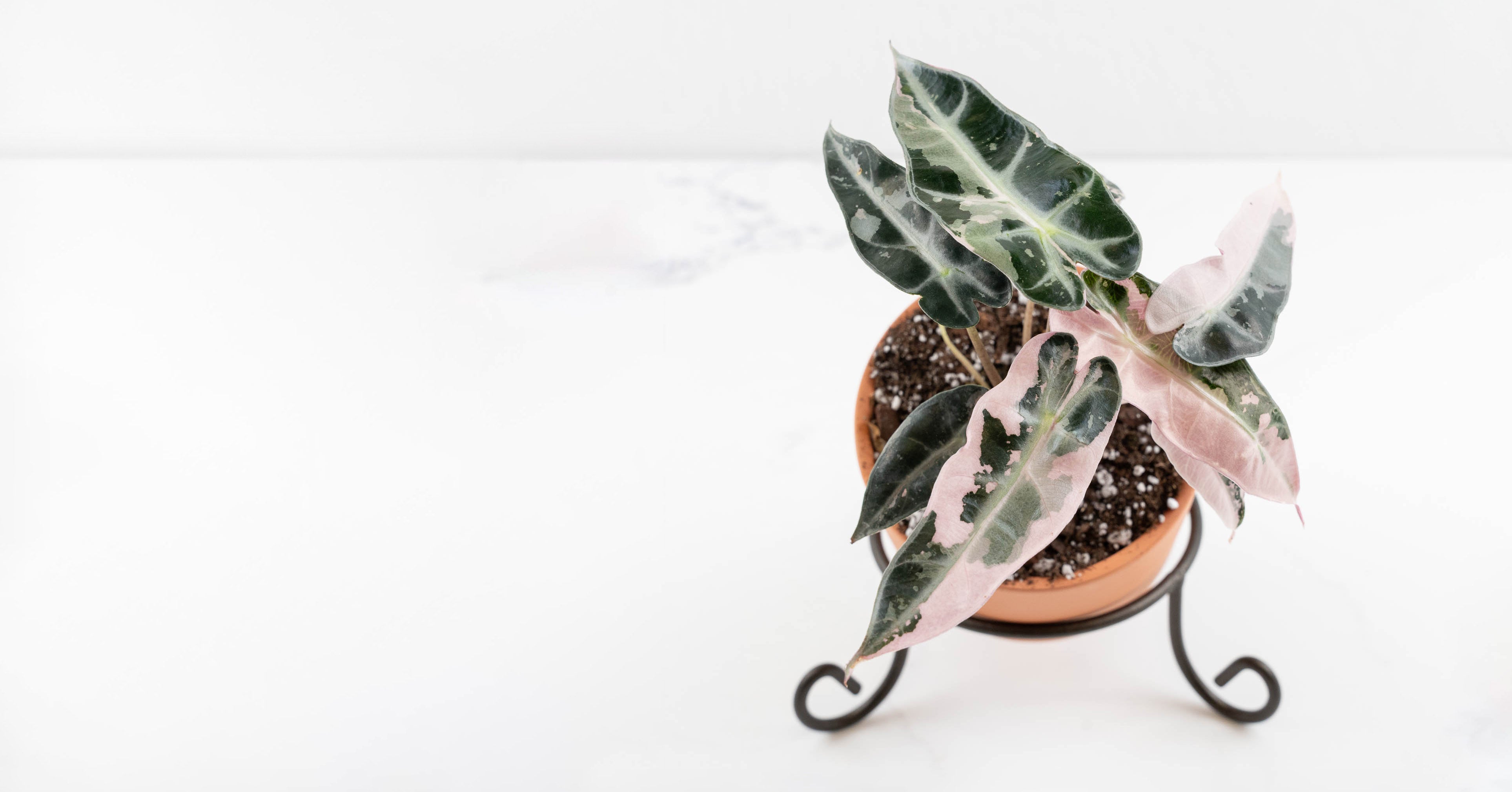 Alocasia 'Bambino' Pink Variegated Care Guide – Rare Plant Fairy