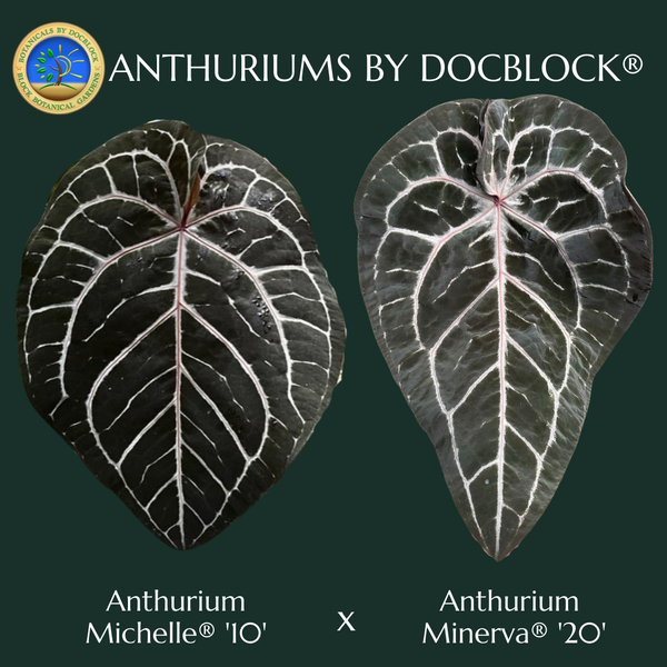 Anthurium Michelle '10' x Minerva '20' by DocBlock® (wk52-Z)