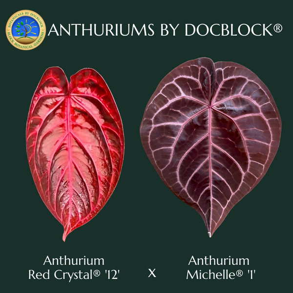 Anthurium Crystal Red '12' x Michelle '1' by DocBlock® (wk43-P) *Vibrant Emergent*