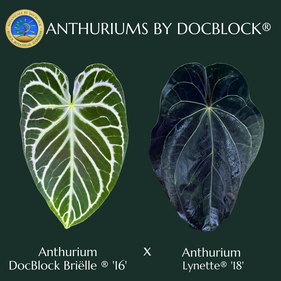 Anthurium DocBlock Briëlle '16' x Lynette '18' by DocBlock Anthurium DocBlock Briëlle '16' x Lynette '18' by DocBlock