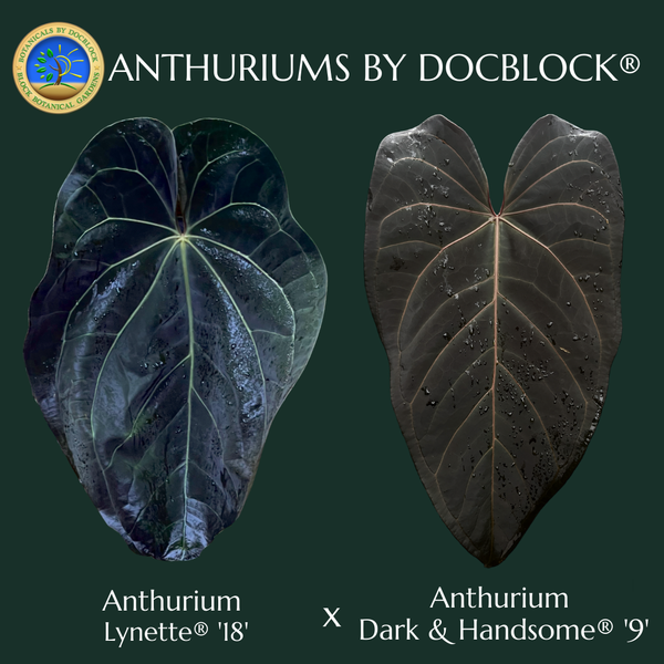 Anthurium Lynette '18' x Dark & Handsome '9' by DocBlock® (wk43-G)