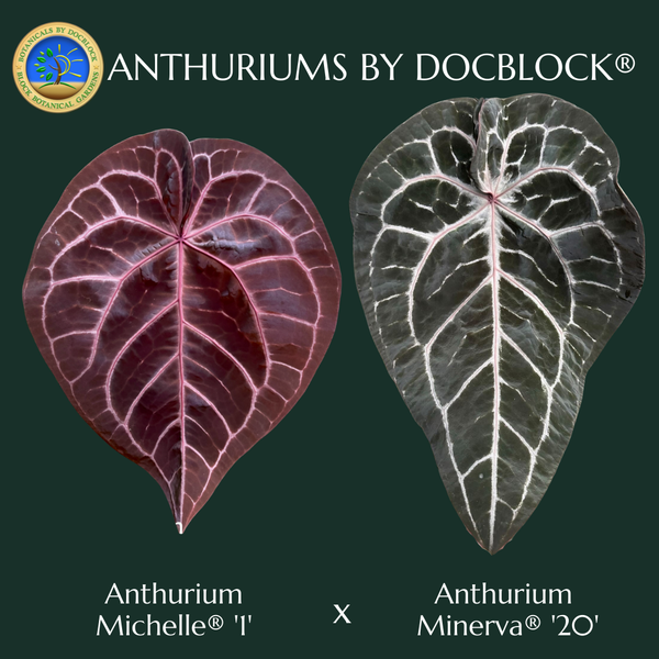 Anthurium Michelle '1' x Minerva '20' by DocBlock® (wk51-P)