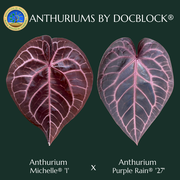 Anthurium Michelle '1' x Purple Rain '27' by DocBlock® (wk48-U)