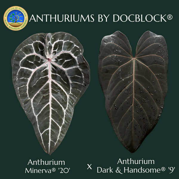 Anthurium Minerva '20' x Dark & Handsome '9' by DocBlock® (wk48-I)