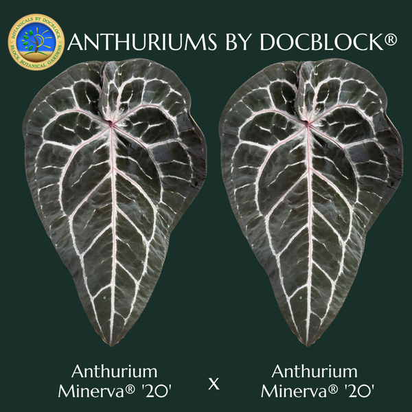 Anthurium Minerva '20' x Minerva '20' by DocBlock® (wk4-X)