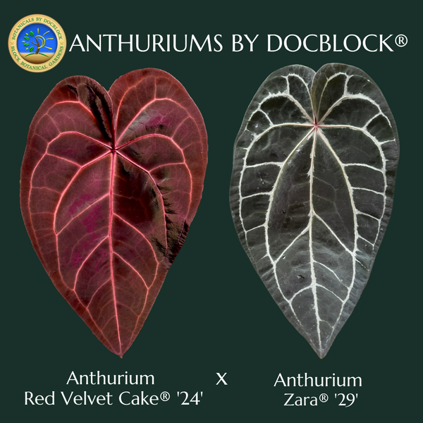 Anthurium DocBlock Red Velvet Cake '24' x Zara '29' by DocBlock® *Grower's Choice*