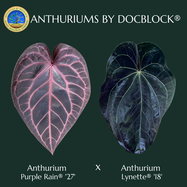 Anthurium Purple Rain '27' x Lynette '18' by DocBlock® (wk49-E)