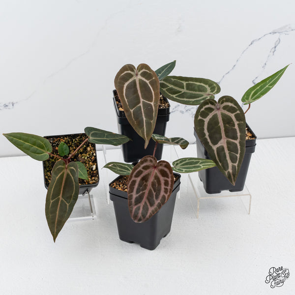 Anthurium Purple Rain '27' x Red Velvet Cake '24' by DocBlock® *Grower's Choice*