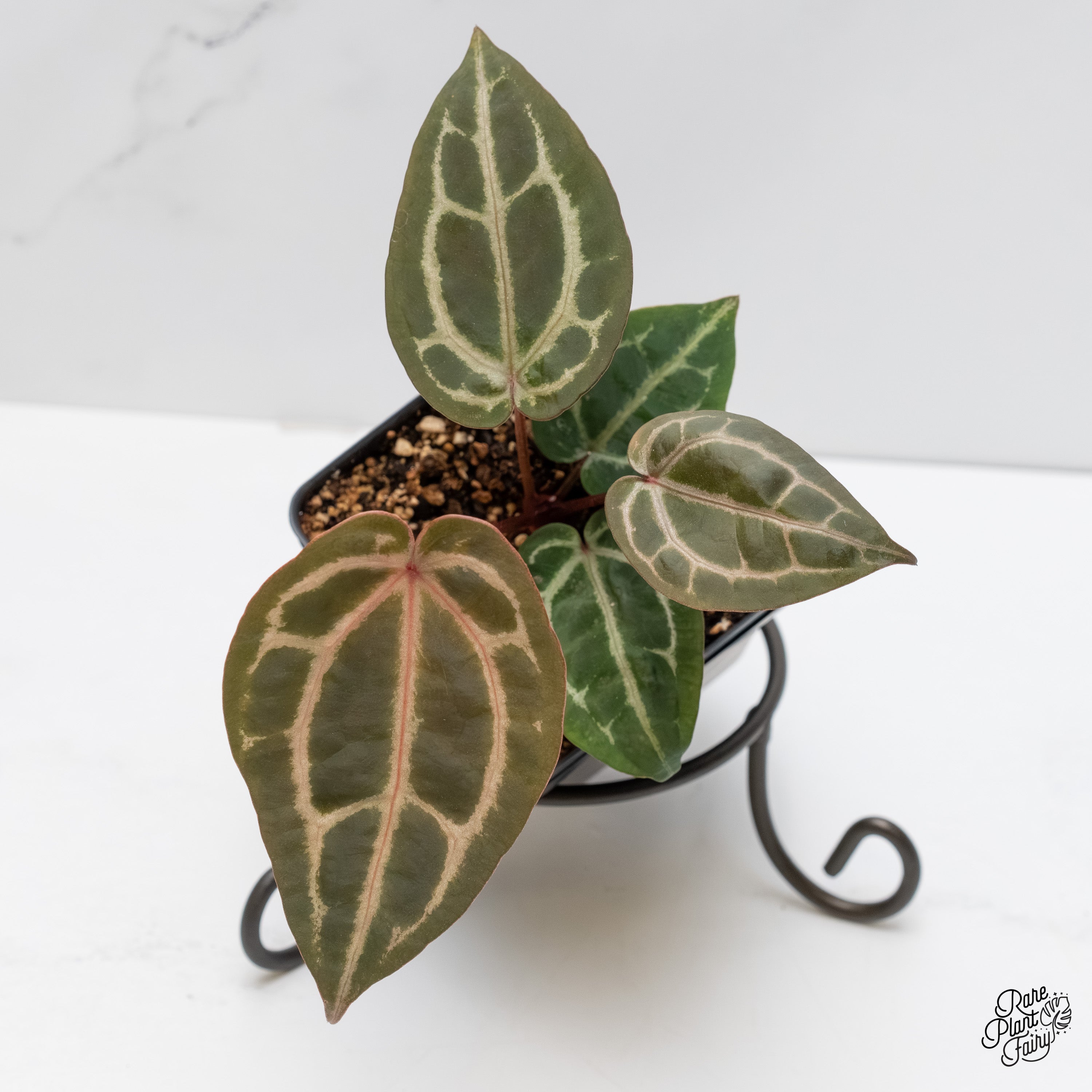 anthurium rare plants Anthurium Zara '29' x (Michelle DocBlock Zara) '28' *Grower's Choice*