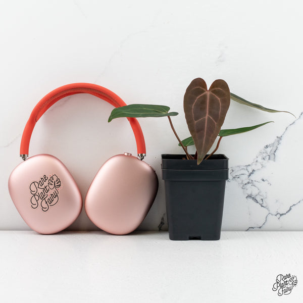 Anthurium Zara '29' x Dark & Handsome '9' by DocBlock® *Grower's Choice*