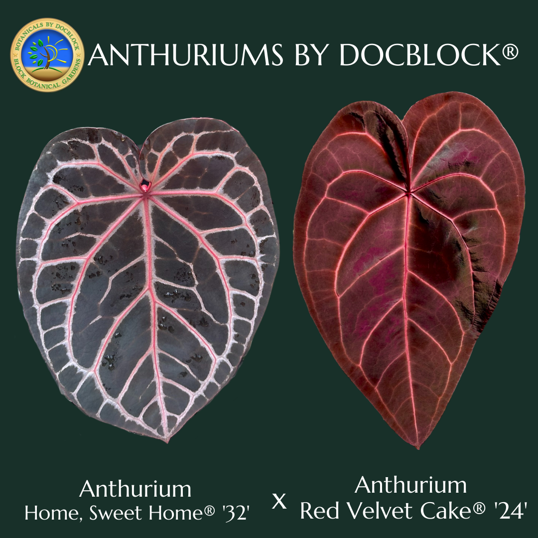 the red anthurium vacaville Anthurium Red Velvet Cake '24' x Home, Sweet Home '32' by DocBlock *Grower's choice*