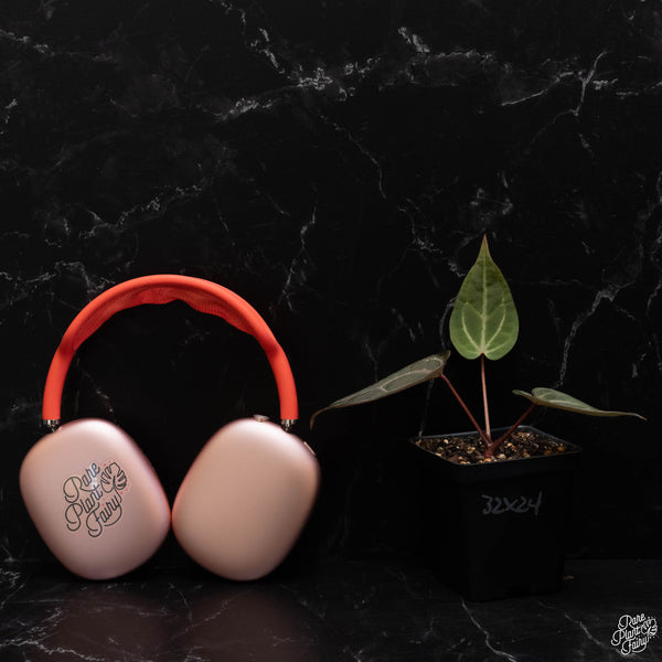 Anthurium Home, Sweet Home '32' x Red Velvet Cake '24' by DocBlock *Grower's Choice*