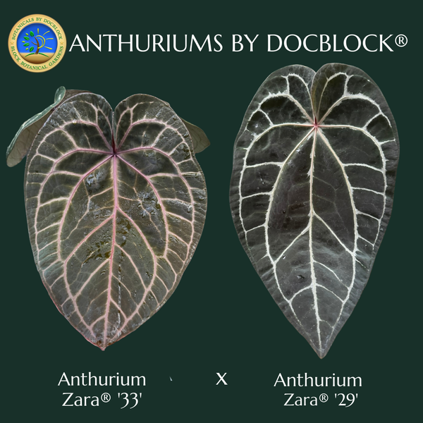 Variegated Anthurium Zara '33' x Zara '29' by DocBlock® (wk50-UB)