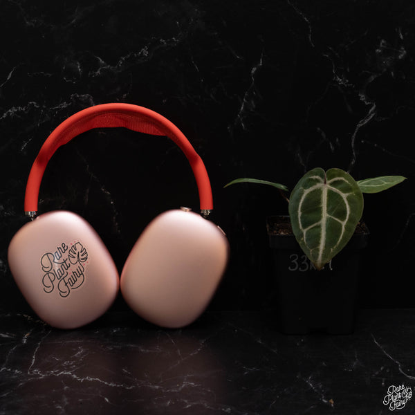 Anthurium Zara '33' x Zara '29' by DocBlock ® *Grower's Choice*