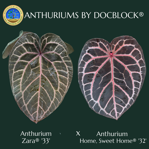 Anthurium Zara '33' x Home, Sweet Home '32' by DocBlock® (wk48-D)