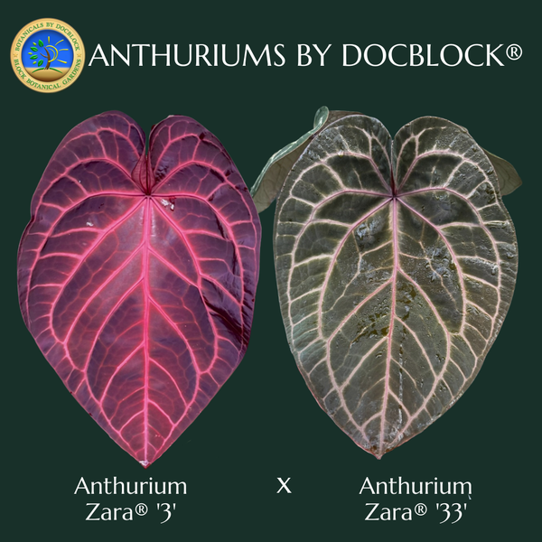 Anthurium Zara '3' x Zara '33' by DocBlock® (wk48-P)