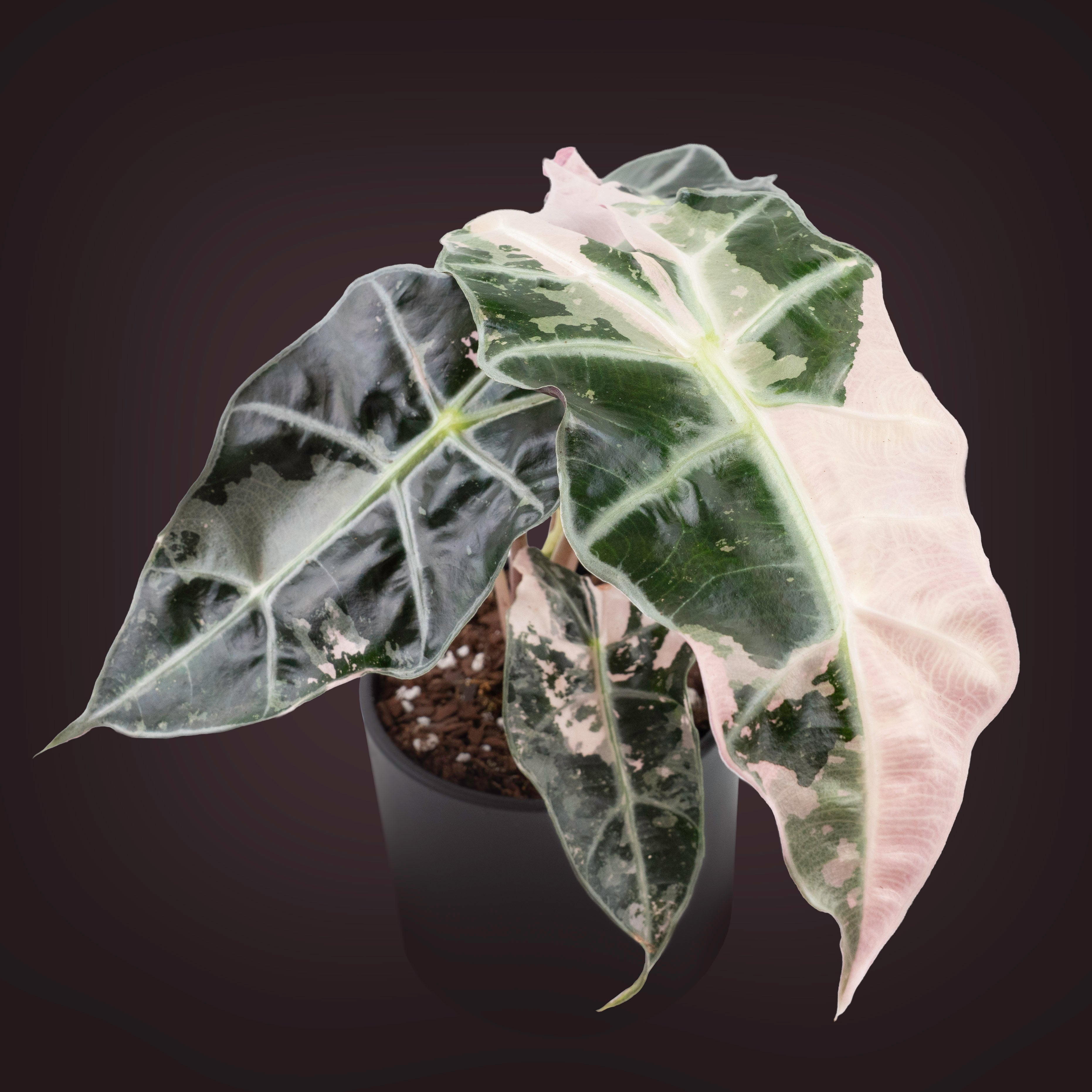 philodendron polly Alocasia 'Polly Pink Snowflake' variegated *Grower's Choice* – Rare Plant Fairy