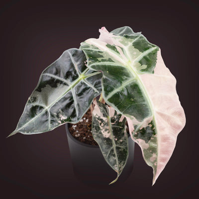 Alocasia 'Polly Pink Snowflake' variegated *Grower's Choice*