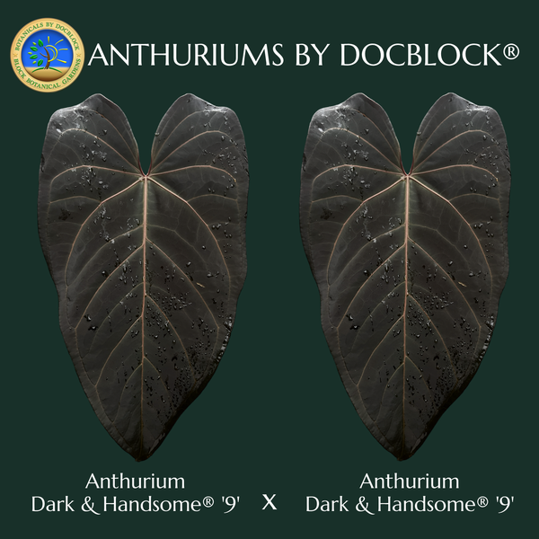 Anthurium Dark and Handsome '9' x Dark and Handsome '9' by DocBlock® (wk47-B)