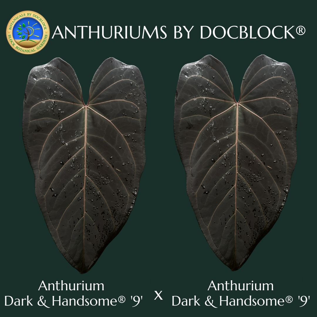 anthurium dark Anthurium Dark and Handsome '9' x Dark and Handsome '9' by DocBlock (wk4-D)