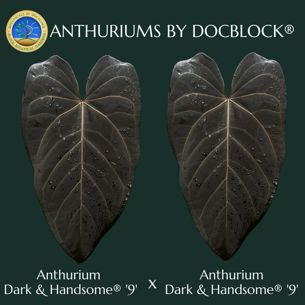 Anthurium Dark and Handsome '9' x Dark and Handsome '9' by DocBlock® (wk44-I)