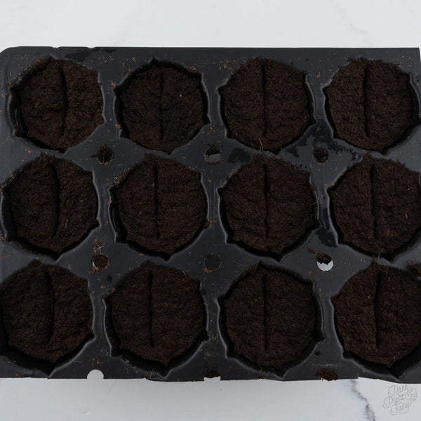 Tissue Culture Acclimation Kit