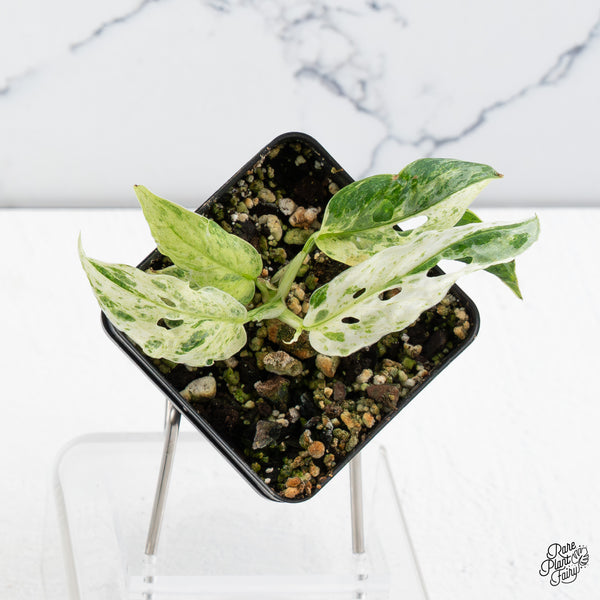 Monstera Adansonii Mint Double Mutation *Growers Choice*