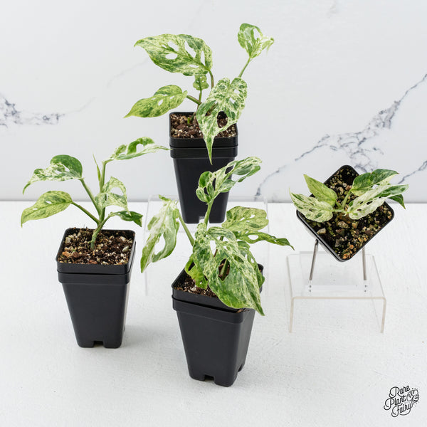 Monstera Adansonii Mint Double Mutation *Growers Choice*