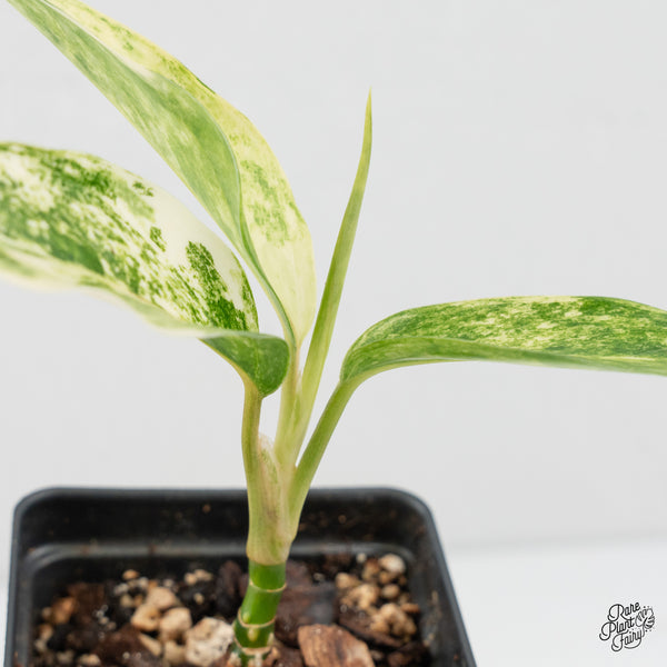 Aglaonema sp. 'Siam Jade' Variegated (wk1-D)