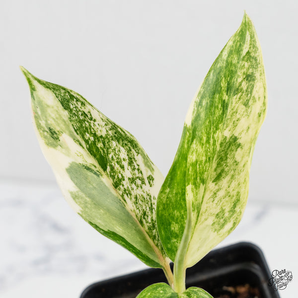 Aglaonema sp. 'Siam Jade' Variegated (wk1-D)