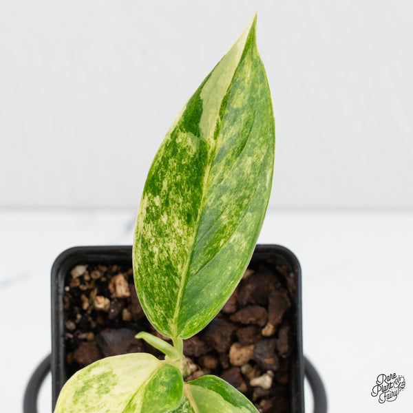 Aglaonema sp. 'Siam Jade' Variegated (wk1-D)