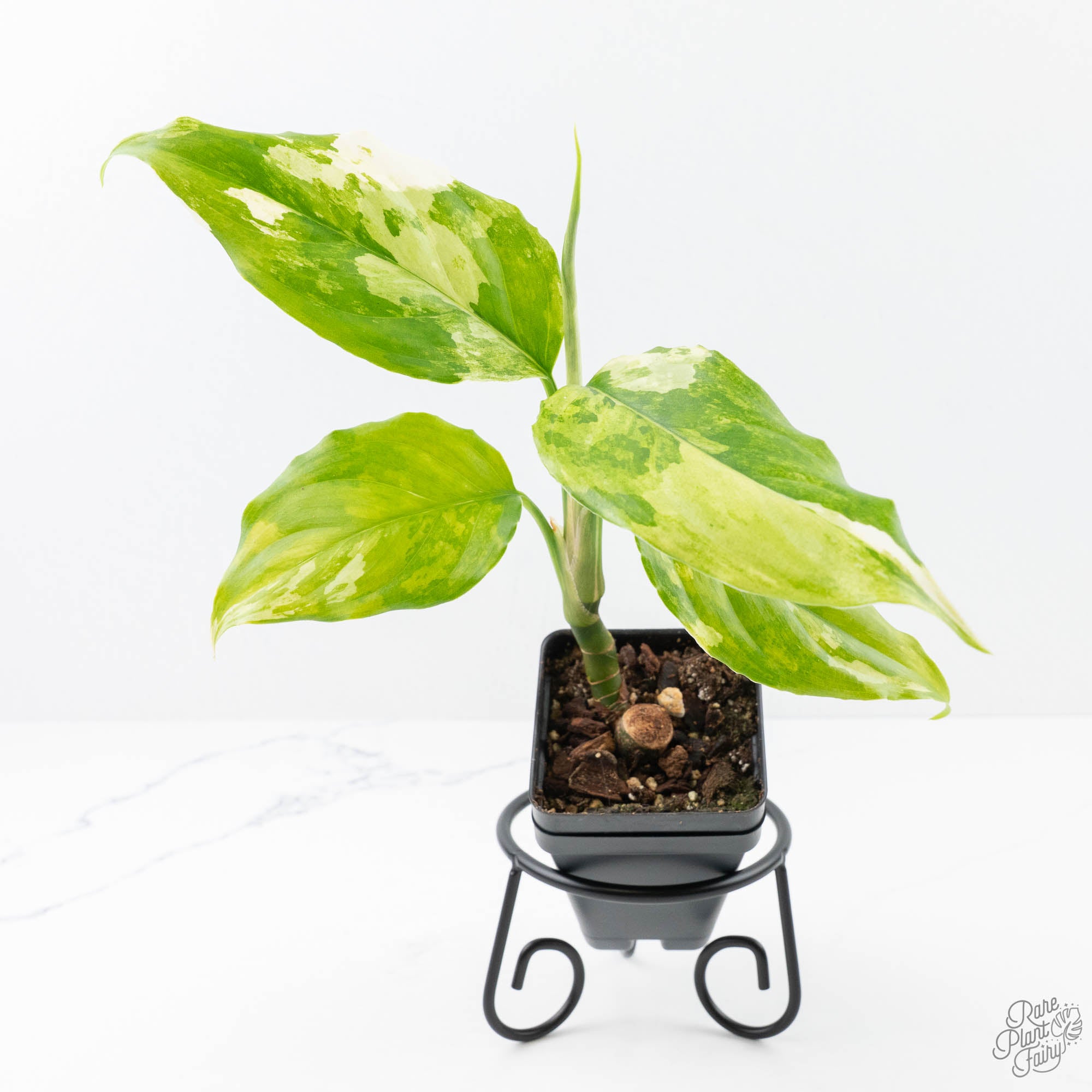 aglaonema modestum buy Aglaonema modestum 'Spilt Milk' (wk21-D)