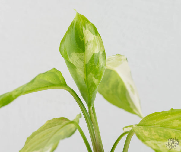 Aglaonema modestum 'Spilt Milk' (wk11-L)