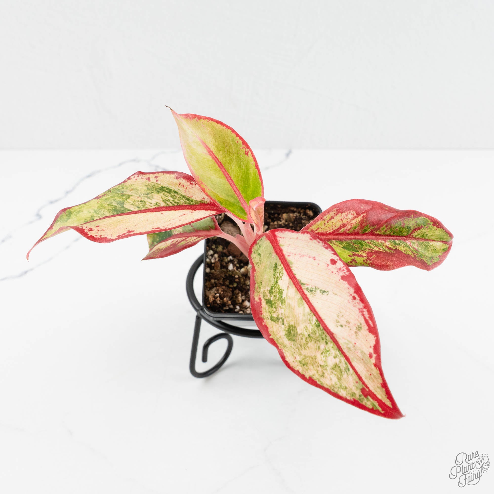 その他観葉植物 Aglaonema 3Colors Siam Aorora Siam Aurora Aglaonema | medium – Costa Farms