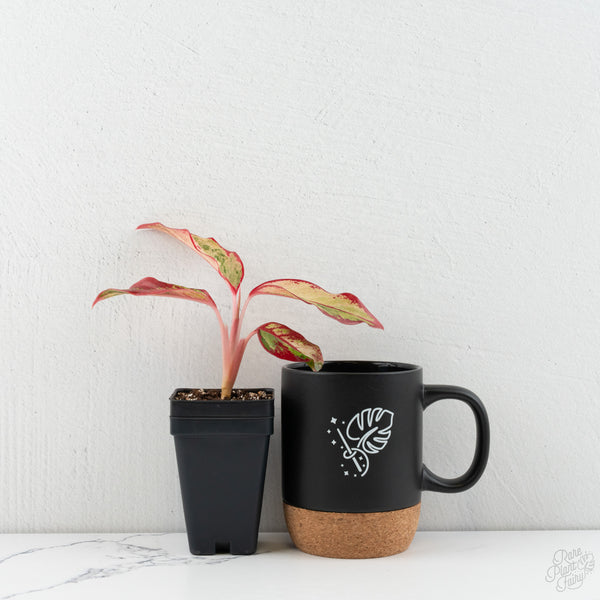 Aglaonema 'Siam Aurora' Pink Variegated (wk8-UO)