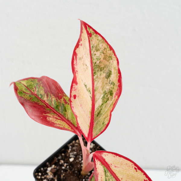 Aglaonema 'Siam Aurora' Pink Variegated (wk8-UO)