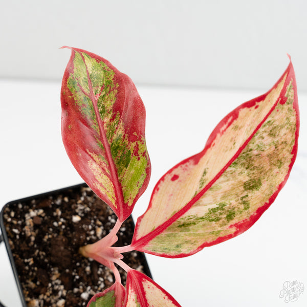 Aglaonema 'Siam Aurora' Pink Variegated (wk8-UO)