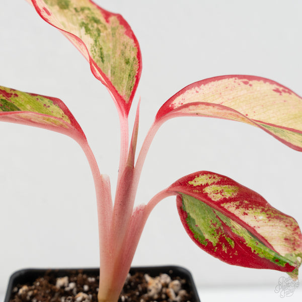 Aglaonema 'Siam Aurora' Pink Variegated (wk8-UO)