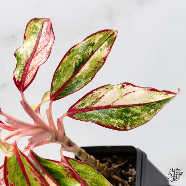 Aglaonema 'Siam Aurora' Variegated (wk49-E)