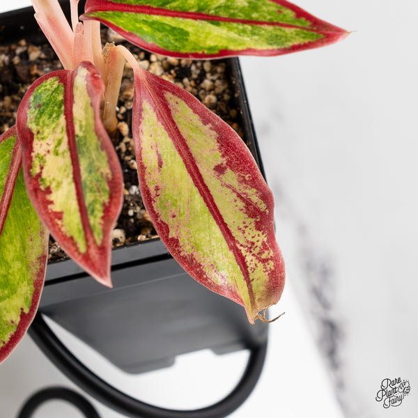 Aglaonema 'Siam Aurora' Variegated (wk51-G)