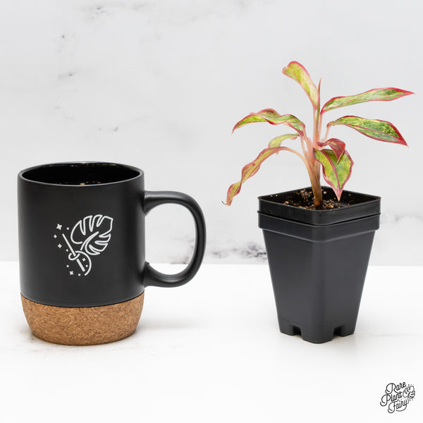 Aglaonema 'Siam Aurora' Variegated (wk51-G)