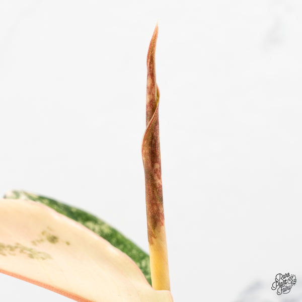 Aglaonema sp. 'Siam Jade' Variegated (wk47-G)